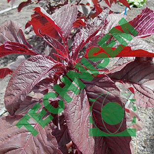 Amaranth Camara